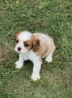 AKC male Blenheim puppy , a male Cavalier King Charles Spaniel for sale in Atoka, OK – 2 of 9