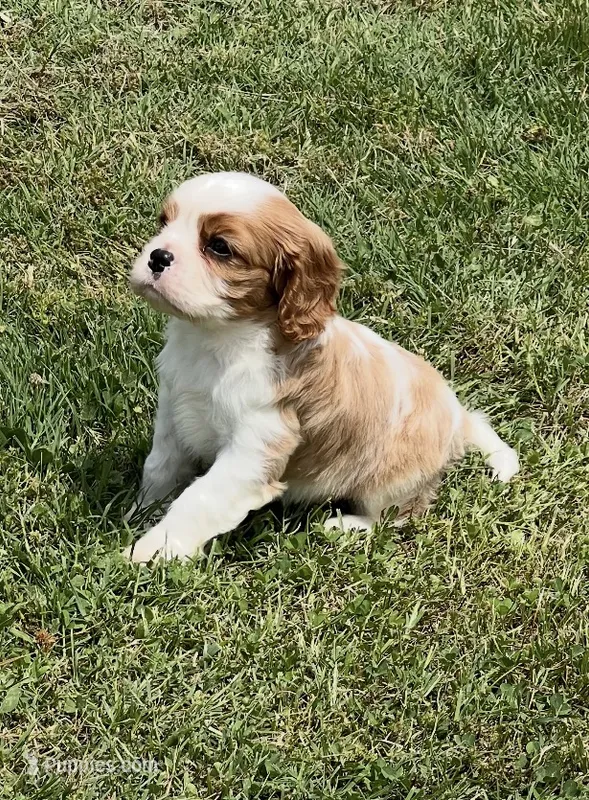 AKC male Blenheim puppy  – Cavalier King Charles Spaniel puppy for sale in Atoka, OK