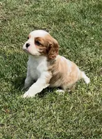 AKC male Blenheim puppy , a male Cavalier King Charles Spaniel for sale in Atoka, OK – 1 of 9