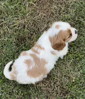 AKC female Blenheim , a male Cavalier King Charles Spaniel for sale in Atoka, OK – 9 of 10