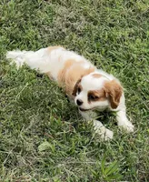 Blenheim female puppy , a female Cavalier King Charles Spaniel for sale in Atoka, OK – 9 of 10