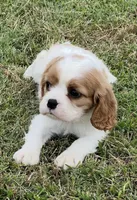 AKC female Blenheim , a male Cavalier King Charles Spaniel for sale in Atoka, OK – 3 of 10