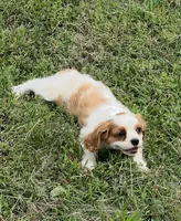 Blenheim female puppy , a female Cavalier King Charles Spaniel for sale in Atoka, OK – 10 of 10