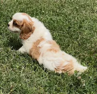 Blenheim female puppy , a female Cavalier King Charles Spaniel for sale in Atoka, OK – 5 of 10