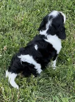 AKC female Tri color, a female Cavalier King Charles Spaniel for sale in Atoka, OK – 7 of 10