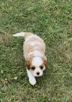 AKC male Blenheim puppy , a male Cavalier King Charles Spaniel for sale in Atoka, OK – 3 of 9