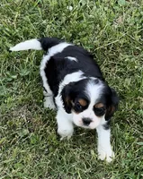 AKC female Tri color, a female Cavalier King Charles Spaniel for sale in Atoka, OK – 3 of 10