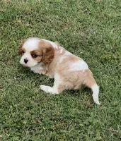 AKC male Blenheim puppy , a male Cavalier King Charles Spaniel for sale in Atoka, OK – 9 of 9