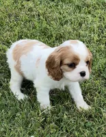 AKC female Blenheim , a male Cavalier King Charles Spaniel for sale in Atoka, OK – 6 of 10