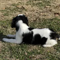 AKC Boy C, a male Cavalier King Charles Spaniel for sale in Atoka, OK – Photo 8 of 10