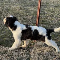 AKC Boy C, a male Cavalier King Charles Spaniel for sale in Atoka, OK – Photo 2 of 10