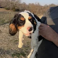 AKC Boy C, a male Cavalier King Charles Spaniel for sale in Atoka, OK – Photo 3 of 10