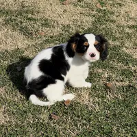 AKC Boy C, a male Cavalier King Charles Spaniel for sale in Atoka, OK – Photo 4 of 10