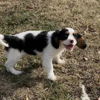 AKC Boy C, a male Cavalier King Charles Spaniel for sale in Atoka, OK – Photo 7 of 10