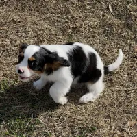 AKC Boy C, a male Cavalier King Charles Spaniel for sale in Atoka, OK – Photo 5 of 10