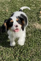 processed/f6c13f15-1970-4d36-8943-986330d14d12/listing/be06832b-0613-4c60-b4c7-5c02ced85ceb/bb07abbd-ddb6-47f9-ba7e-e0d890e2bd11