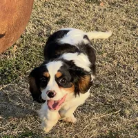 AKC Boy C, a male Cavalier King Charles Spaniel for sale in Atoka, OK – Photo 1 of 10