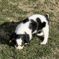 AKC Boy C, a male Cavalier King Charles Spaniel for sale in Atoka, OK – Photo 10 of 10