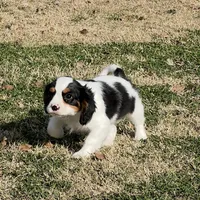 AKC Boy C, a male Cavalier King Charles Spaniel for sale in Atoka, OK – Photo 6 of 10