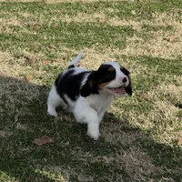 AKC Boy C, a male Cavalier King Charles Spaniel for sale in Atoka, OK – Photo 9 of 10