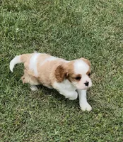 AKC male Blenheim puppy , a male Cavalier King Charles Spaniel for sale in Atoka, OK – 8 of 9