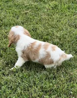 AKC female Blenheim , a male Cavalier King Charles Spaniel for sale in Atoka, OK – 7 of 10