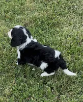 AKC female Tri color, a female Cavalier King Charles Spaniel for sale in Atoka, OK – 2 of 10