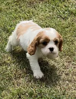 AKC female Blenheim , a male Cavalier King Charles Spaniel for sale in Atoka, OK – 10 of 10