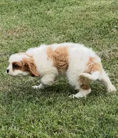 Blenheim female puppy , a female Cavalier King Charles Spaniel for sale in Atoka, OK – 8 of 10