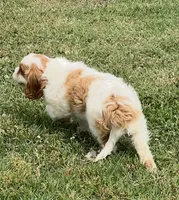 Blenheim female puppy , a female Cavalier King Charles Spaniel for sale in Atoka, OK – 6 of 10