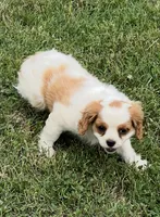 Blenheim female puppy , a female Cavalier King Charles Spaniel for sale in Atoka, OK – 7 of 10