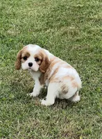 AKC female Blenheim , a male Cavalier King Charles Spaniel for sale in Atoka, OK – 8 of 10