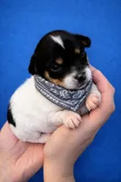 Blue, a male Chihuahua for sale in Athens, OH – Photo 1 of 2