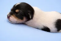 Blue, a male Chihuahua for sale in Athens, OH – Photo 2 of 2