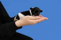 Spot, a male Chihuahua for sale in Athens, OH – Photo 3 of 3