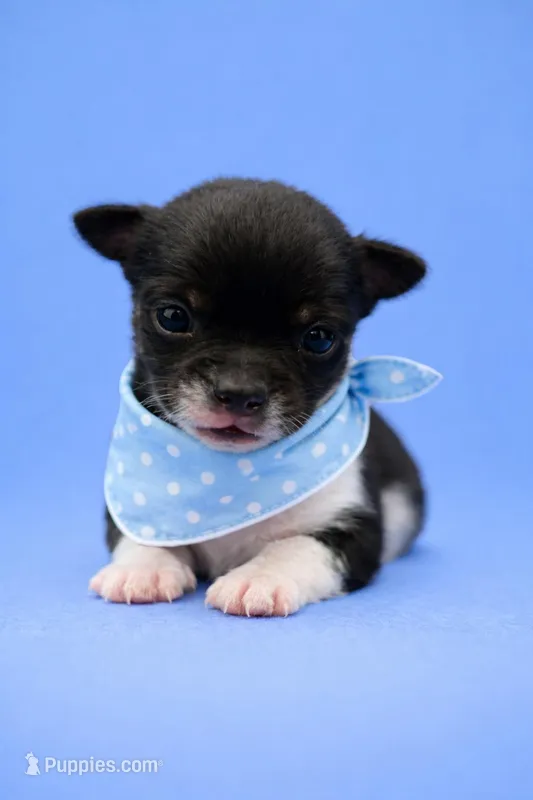 Spot, a male Chihuahua for sale in Athens, OH – Photo 1 of 3