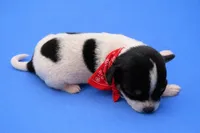 Red, a male Chihuahua for sale in Athens, OH – Photo 2 of 2