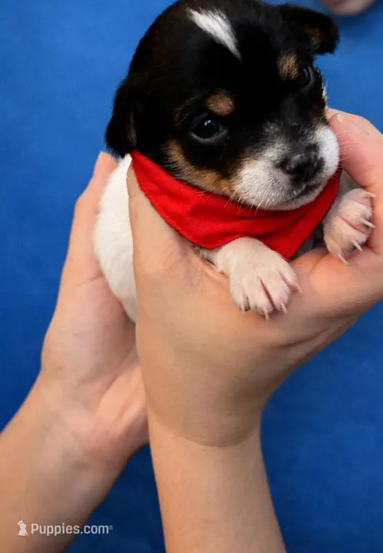 Red, a male Chihuahua for sale in Athens, OH – Photo 1 of 2