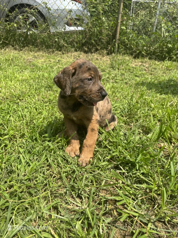 Boy 1 – Great Dane, Rottweiler puppy for sale in Charleston, WV