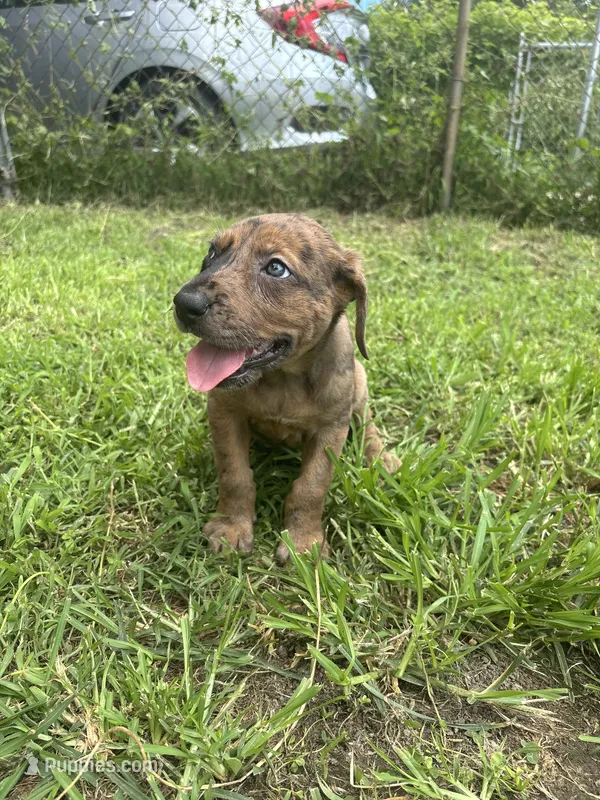 Girl 1 – Great Dane, Rottweiler puppy for sale in Charleston, WV