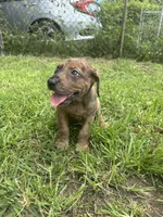Girl 1, a female Great Dane and Rottweiler for sale in Charleston, WV – 1 of 3