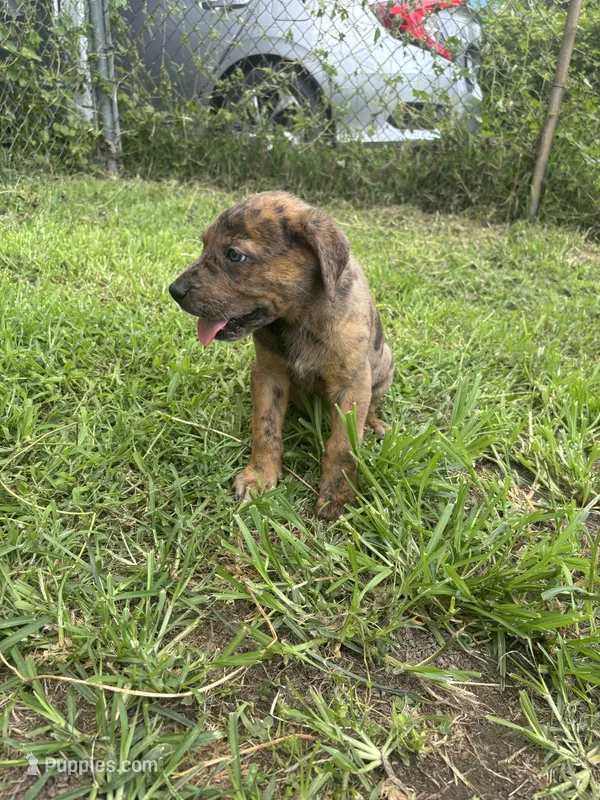 Boy 2 – Great Dane, Rottweiler puppy for sale in Charleston, WV