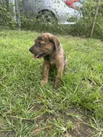 Boy 2, a male Great Dane and Rottweiler for sale in Charleston, WV – 1 of 3