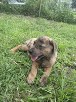 Boy 2, a male Great Dane and Rottweiler for sale in Charleston, WV – 2 of 3