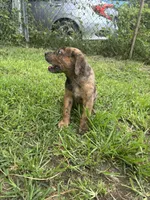 Boy 2, a male Great Dane and Rottweiler for sale in Charleston, WV – 3 of 3
