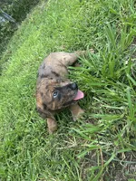 Girl 1, a female Great Dane and Rottweiler for sale in Charleston, WV – 2 of 3