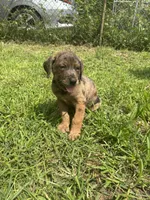 Boy 1, a male Great Dane and Rottweiler for sale in Charleston, WV – 2 of 2