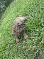 Girl 1, a female Great Dane and Rottweiler for sale in Charleston, WV – 3 of 3