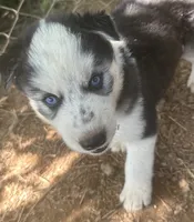 Evie’s boy 3, a male Siberian Husky for sale in Nashville, NC – 2 of 2