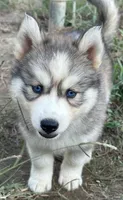 Blossom girl big mask, a female Siberian Husky for sale in Nashville, NC – Photo 1 of 4